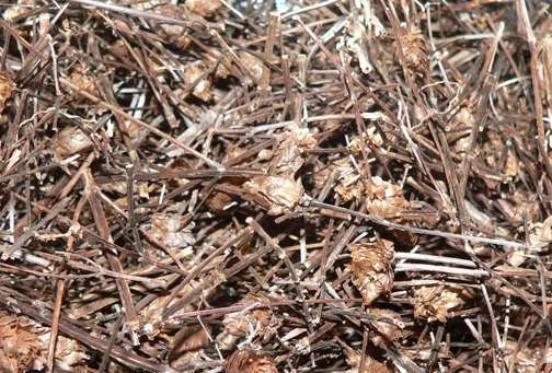 Cây nhân trần | bồ chè, chè đồng, chè nội, chè cát, nhân trần cao