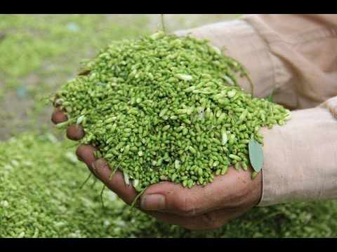 Hoa hoè vừa thu hoạch | Địa chỉ bán hoa hoè khô | Cây hoè, mua hoa hoè ở đâu tốt