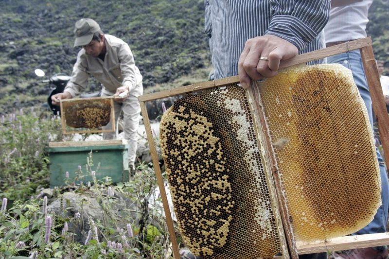 Mật Ong bạc hà Thật | Địa chỉ bán mật ong thật | Tác dụng mật ong