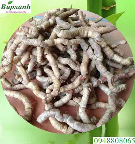 Ba kích | Ba kích tím | Sâm ba kích