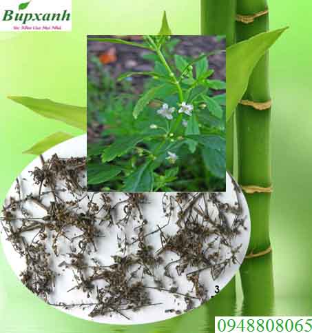 Cây cam thảo đất | Cây thảo nam | Dã cam thảo | thổ cam thảo