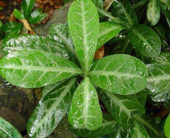 Cây lưỡi nhân | Cây lưỡi người | Cây cam xũng