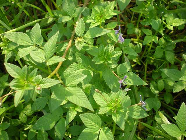 Cây mần ri |  Cây màn ri tía | Mùng ri | Cây hoa tím