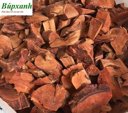 Cây mú từn | Cù boong nậu | Rễ mú từn