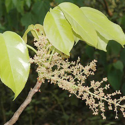 Cây muối rừng | Địa chỉ bán cây muối rừng