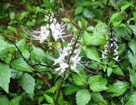 Cây râu mèo | Cây bông bạc | Địa chỉ bán cây râu mèo khô