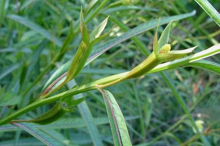 Cây rau mương | Rau mương đất