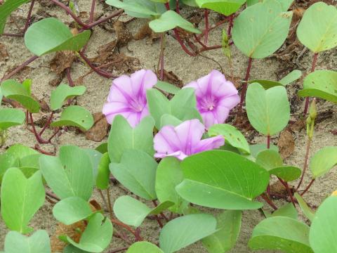 Cây rau muống biển | Địa chỉ bán rau muống biển