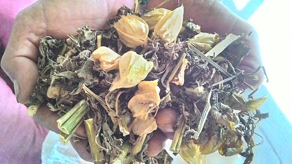 Cây thù lù | Cây tầm bóp | Cây lồng đèn | Cây bôm bốp