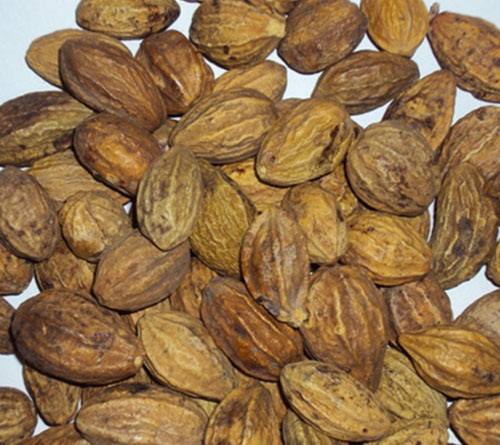 Trái kha tử | quả chiêu liêu | địa chỉ bán kha tử