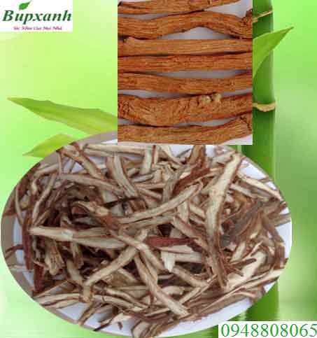 Cây đan sâm | Địa chỉ bán đan sâm