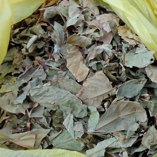 Dây thuốc cá | Cây thuốc cá | Dây duốc cá