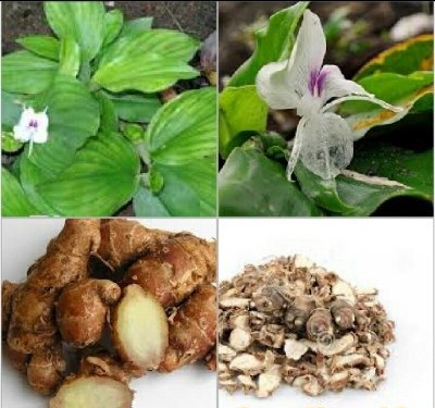 Củ địa liền | Cây địa liền