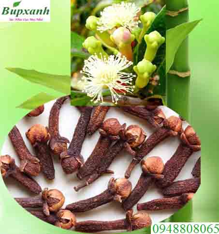 Nụ hoa đinh hương | Nụ đinh hương | Cây đinh hương