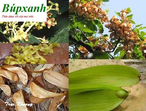 Hạt đười ươi | Hạt lười ươi | Hạt ươi bay