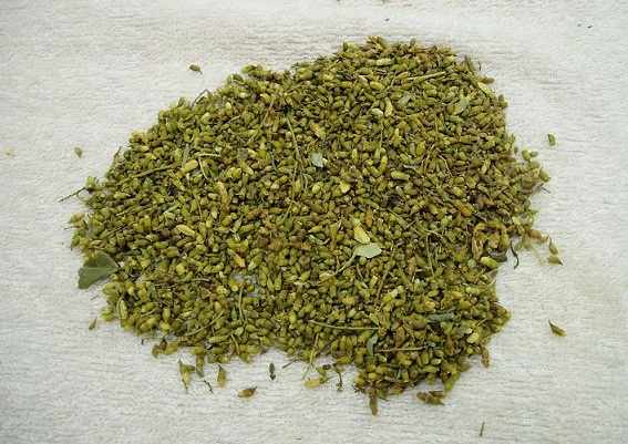 Hoa hoè phơi khô | Địa chỉ bán hoa hoè khô | Cây hoè, mua hoa hoè ở đâu tốt