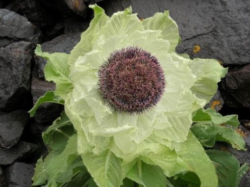 Thiên sơn tuyết liên | Sen tuyết | Tuyết liên hoa | Hoa tuyết liên