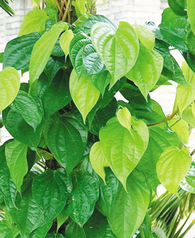 Lá trầu không | Địa chỉ bán lá trầu không | Công dụng, tác dụng