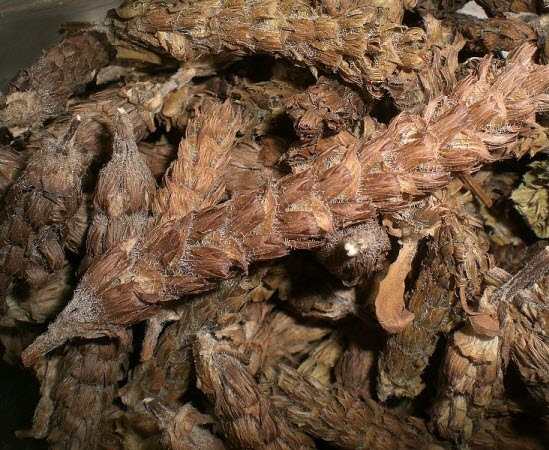 Cây hạ khô thảo | Địa chỉ bán hạ khô thảo