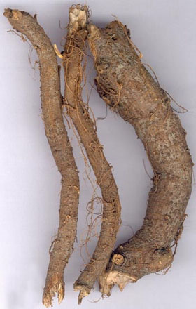 Củ gai khô | Rễ cây gai | Trữ ma căn | Cây củ gai