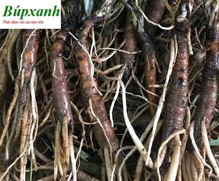 Sâm cau | Tiên mao | Sâm cau đen