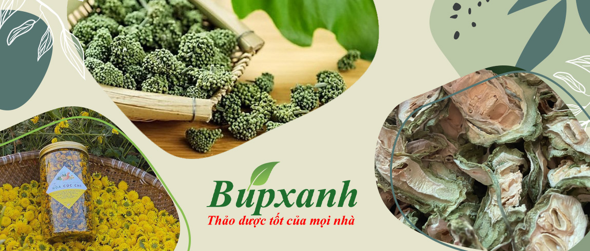 Dược Liệu Búpxanh