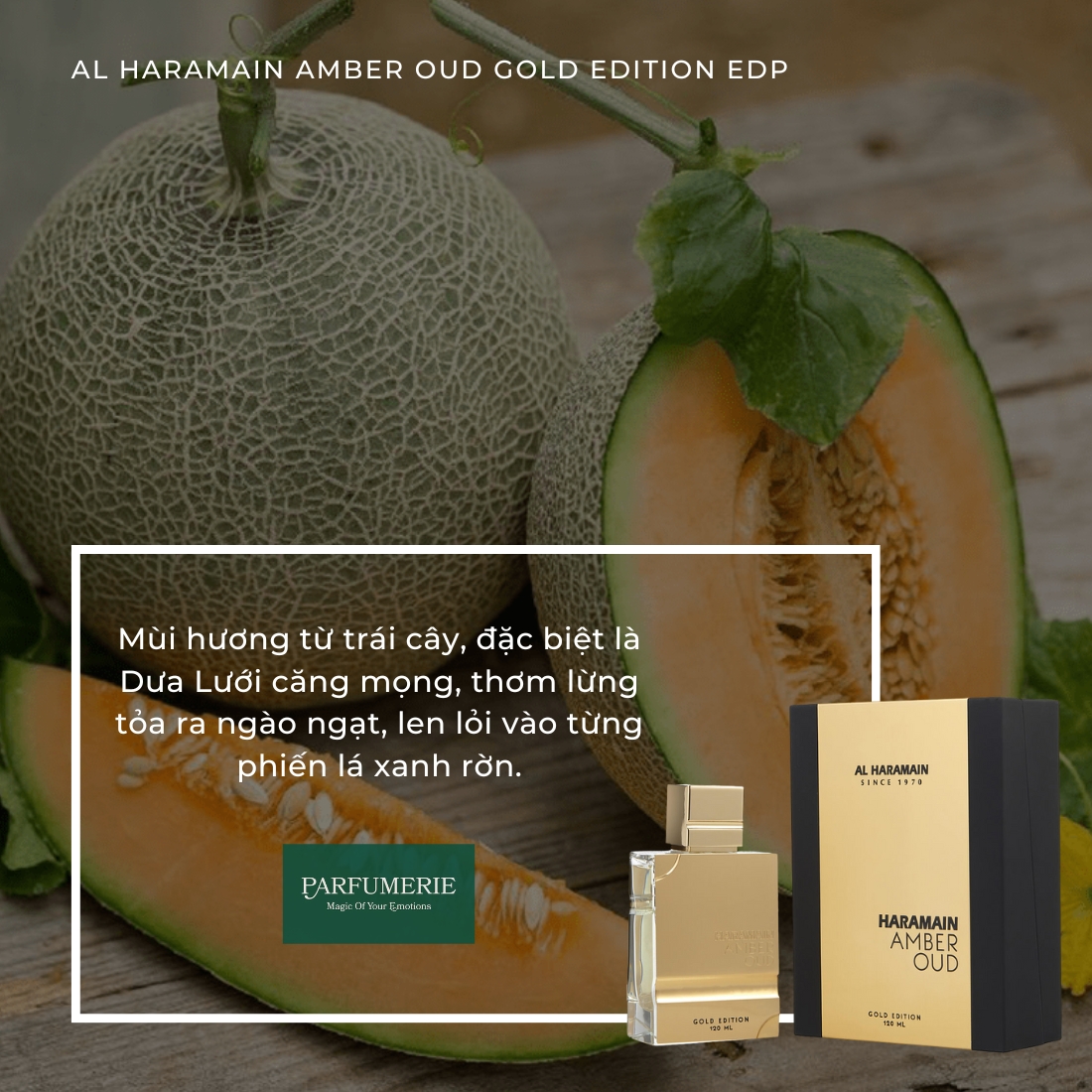 Nước hoa Haramain Amber Oud Gold thơm lừng hương Dưa lưới mát lạnh