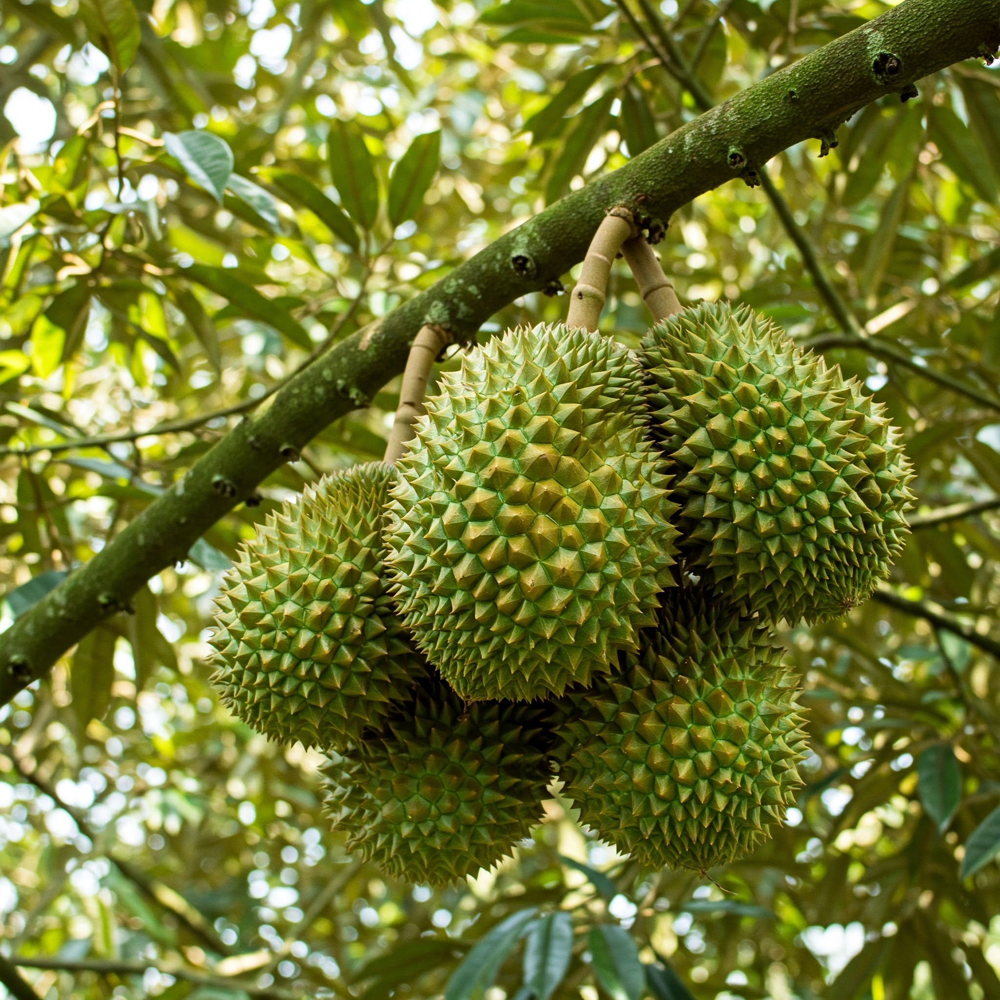 sầu riêng 45 ngày tuổi trở lên