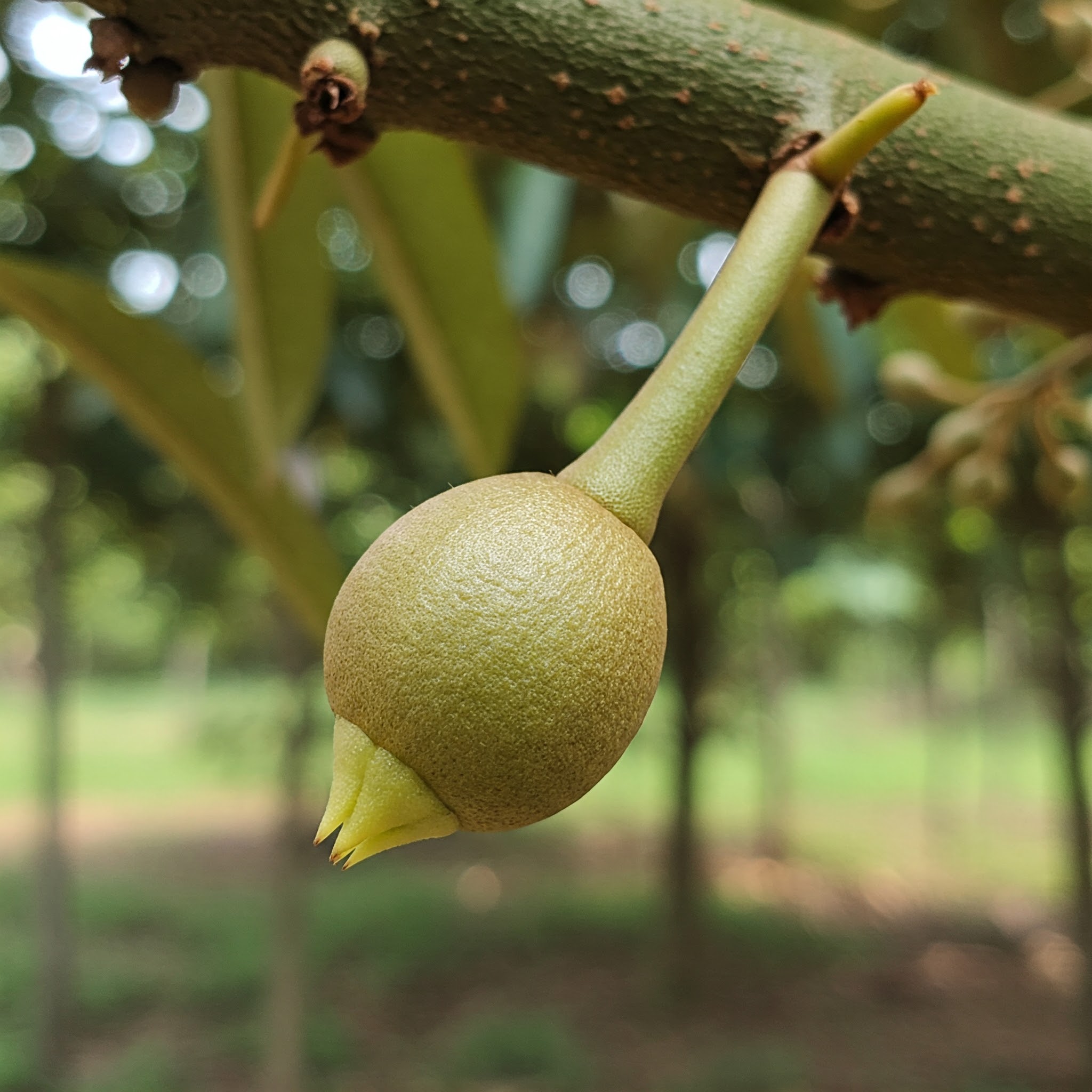 sầu riêng sau sổ nhụy 3 - 5 ngày