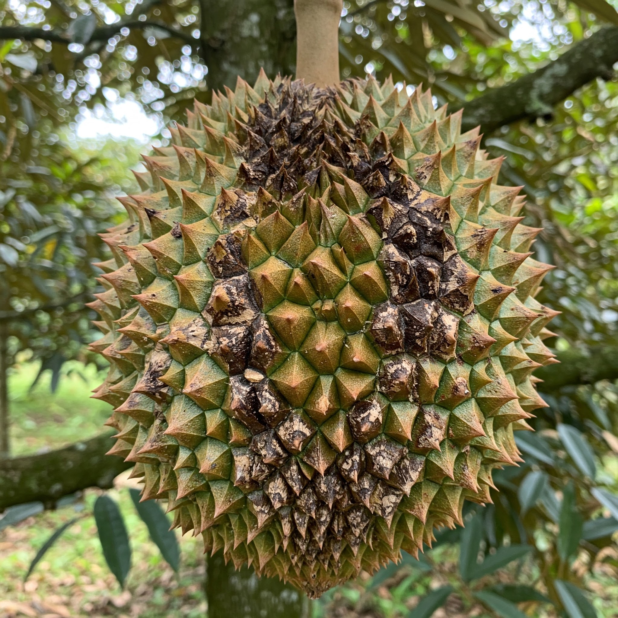Sầu riêng bị nhiễm nấm thối trái - cách phòng ngừa - phòng chống sầu riêng bị nấm thối trái