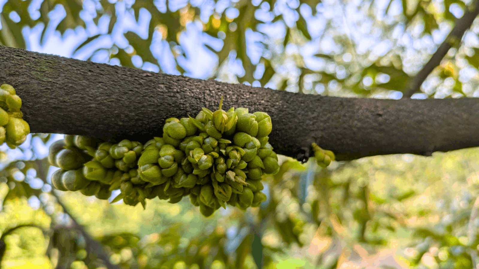 Phân hóa mầm hoa sầu riêng