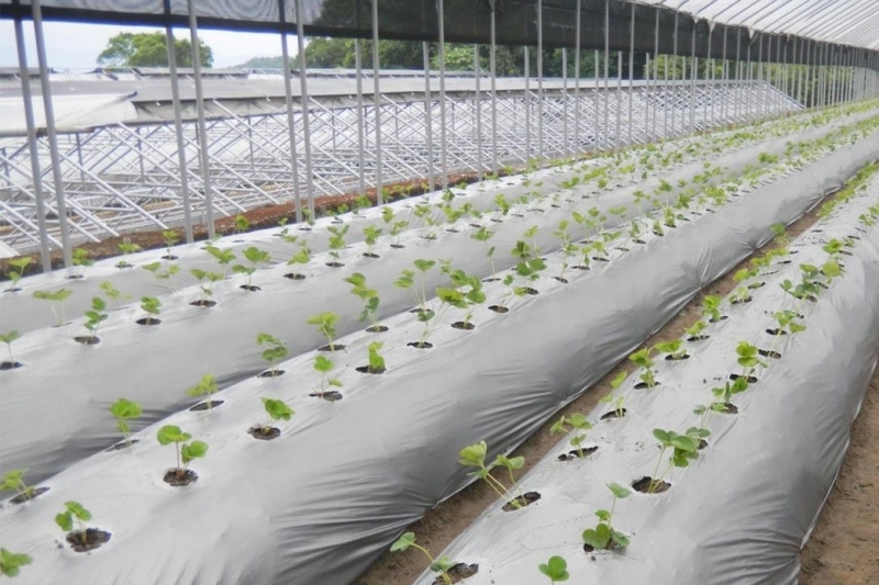 sản xuất màng nông nghiệp