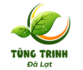 logo Đà Lạt Tùng Trinh