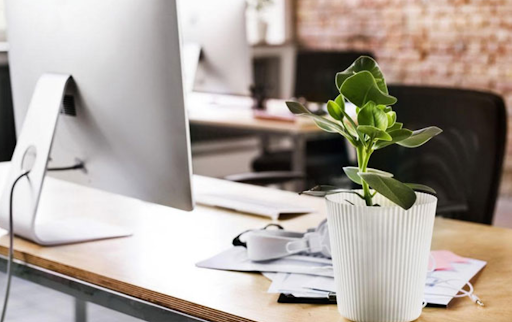 Trang trí bàn làm việc với cây xanh - cách sắp xếp bàn làm việc văn phòng