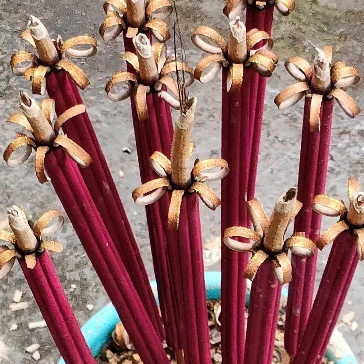 Nhang nở hoa mai 5 cánh siêu thơm thu hút tài lộc