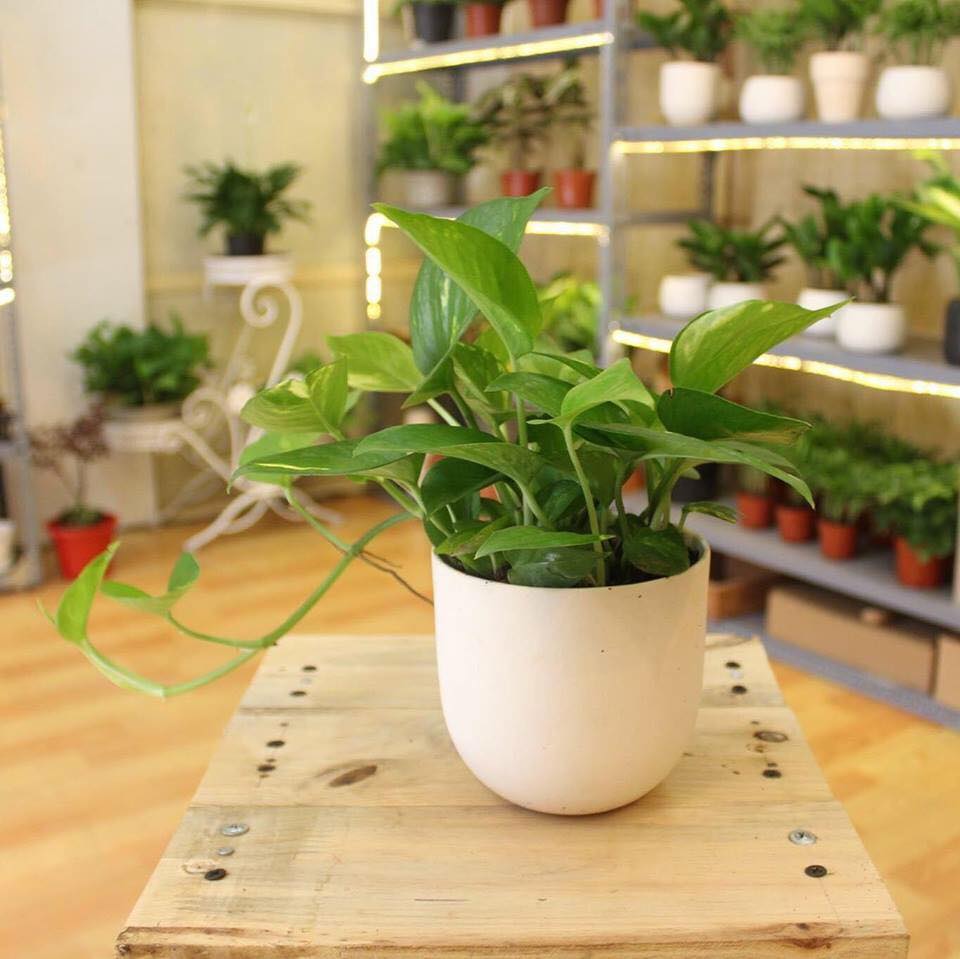 chau-gom-trang-tri-nha-o