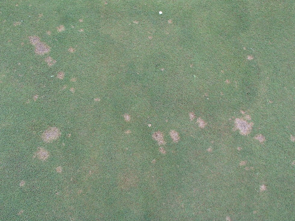 Bệnh đốm đô la ở cỏ