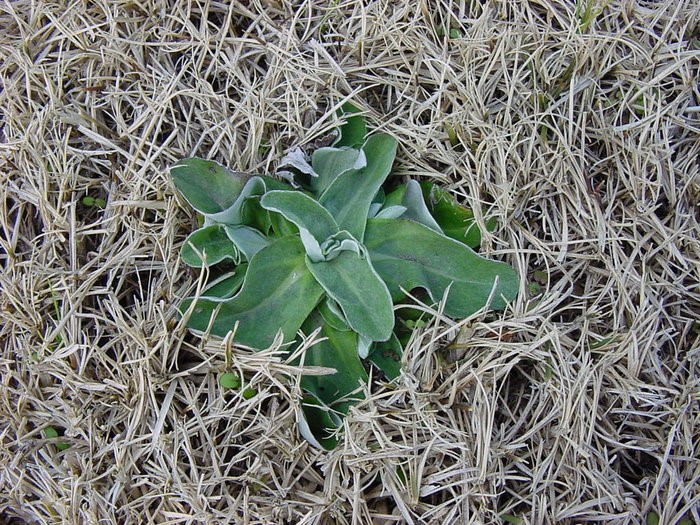 Bao tay nhung, hoa thị mùa đông