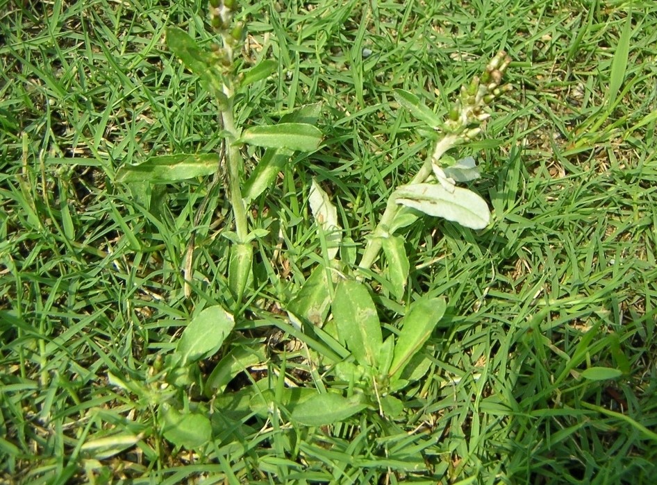 Cỏ Gamochaeta coarctata