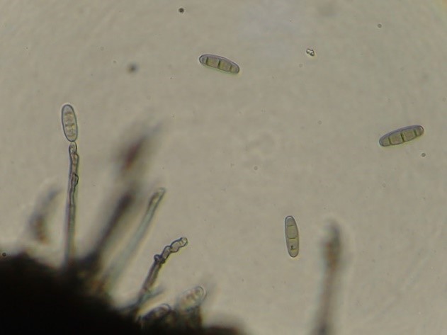 Bào tử của nấm Curvularia geniculata