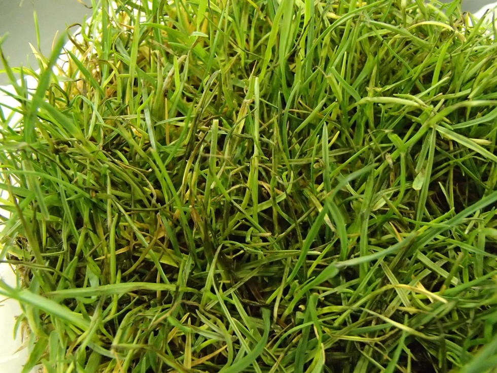 Bệnh đạo ôn ở cỏ