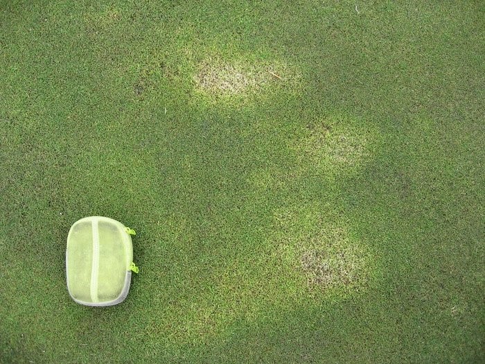 Bệnh do vi khuẩn gây ra bệnh bạch tạng