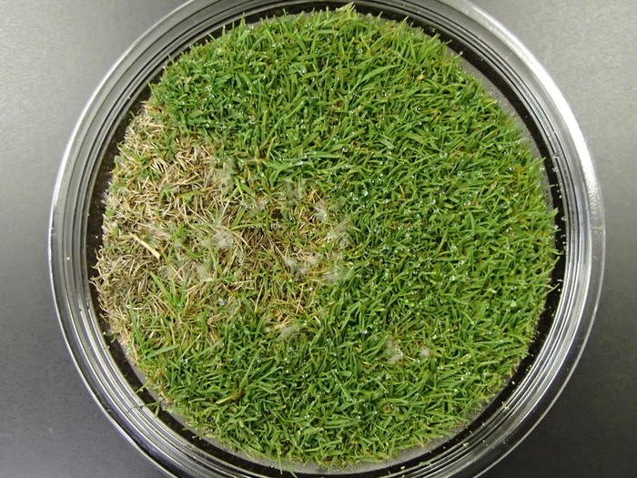 Bệnh đốm đô la không có tác dụng với thuốc diệt nấm