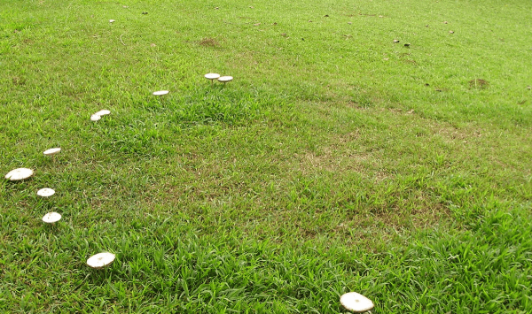 Bệnh Fairy ring trên sân golf