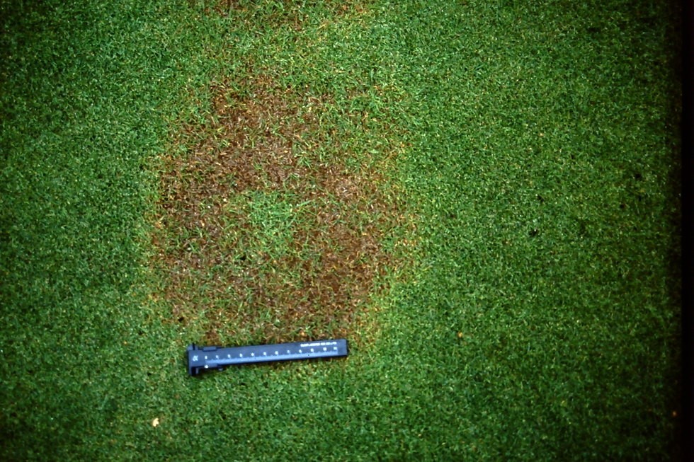 Bệnh héo rũ (Take all patch)