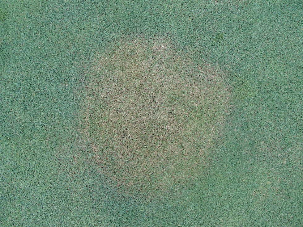 Bệnh mảng nâu ở cỏ