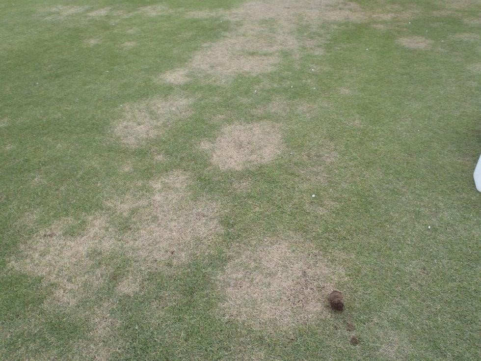 Bệnh thối lá giả (hói mùa xuân)