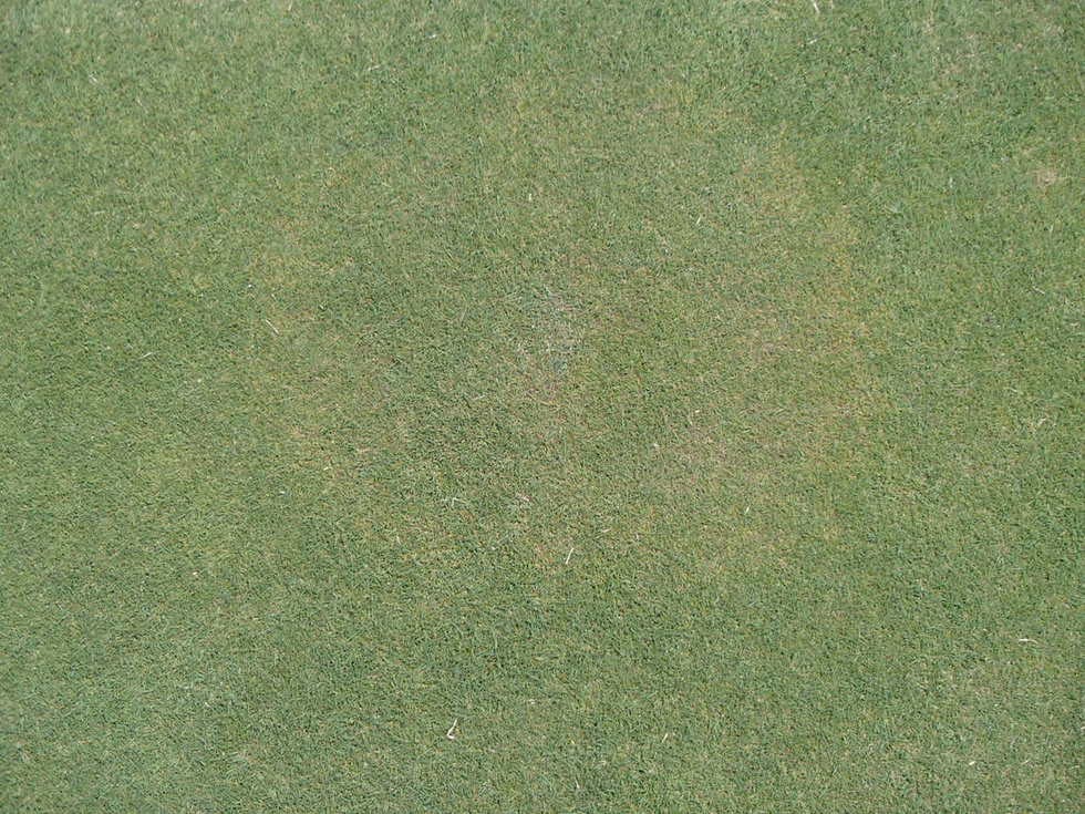 Bệnh thối lá giả ở cỏ