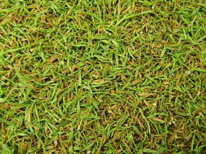 Bentgrass không chỉ nhiễm bệnh Pythium mà còn nhiễm các bệnh do vi khuẩn