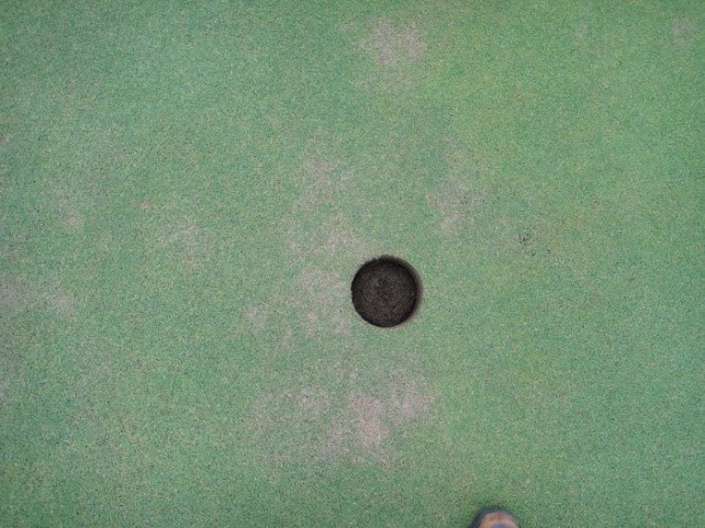 Bentgrass trộn với bệnh thán thư, bệnh pythium và bệnh vi khuẩn